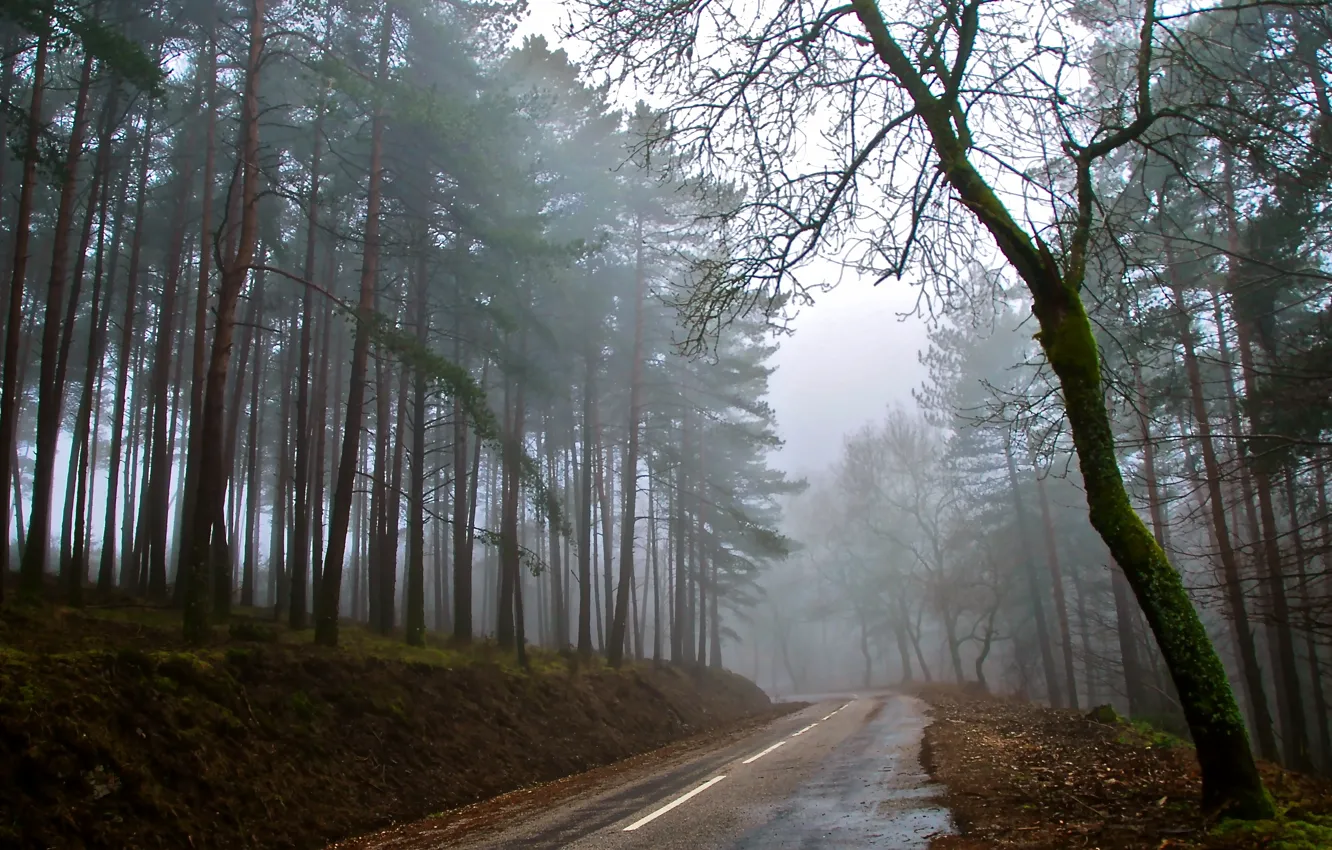 Фото обои дорога, осень, лес, туман