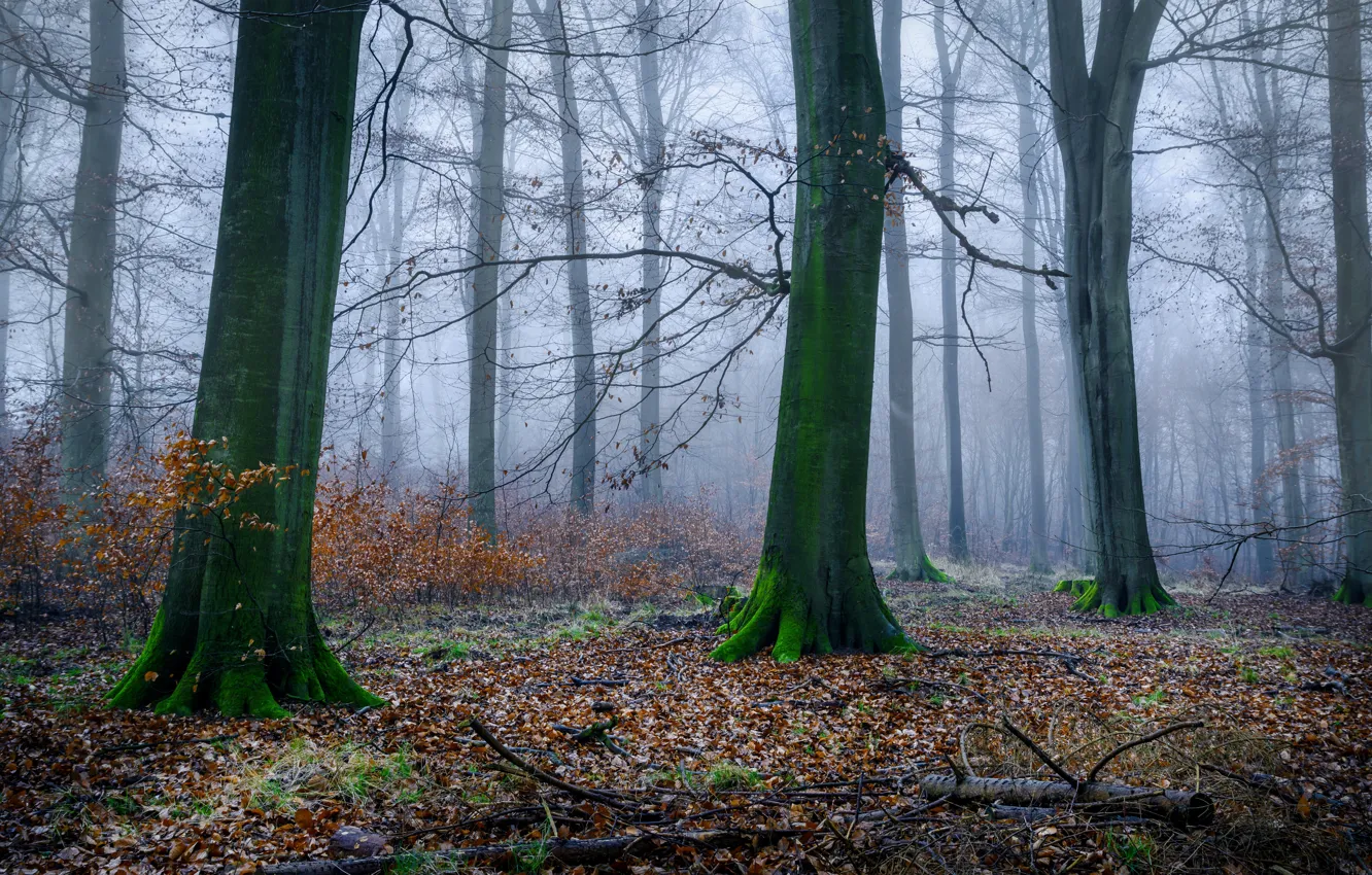 Фото обои осень, лес, деревья, ветки, туман, стволы, листва, утро