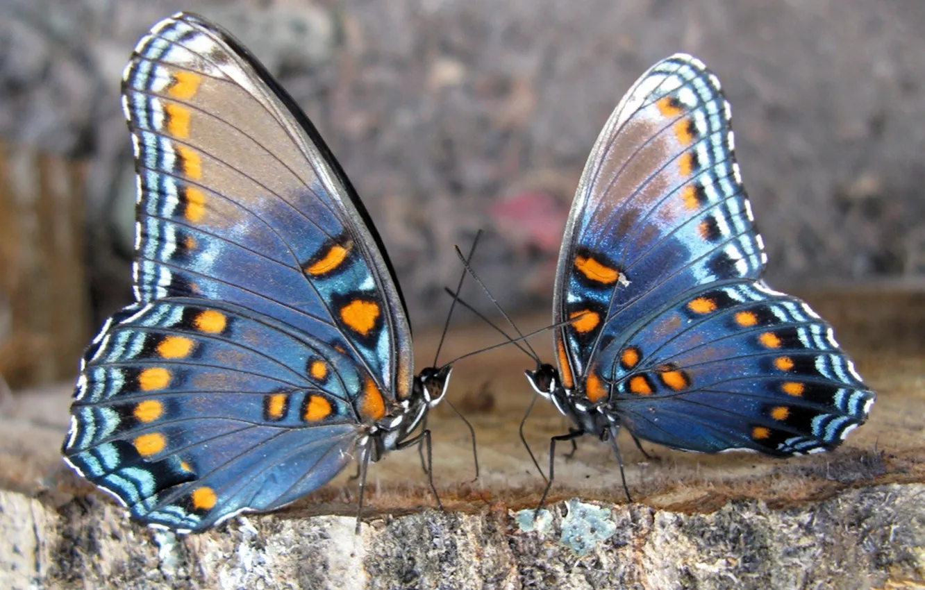 Фото обои бабочки, камень, пара