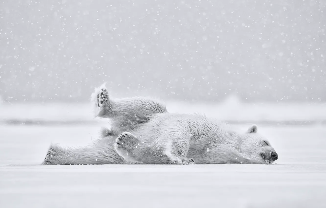 Фото обои снег, мишка, Polar bear