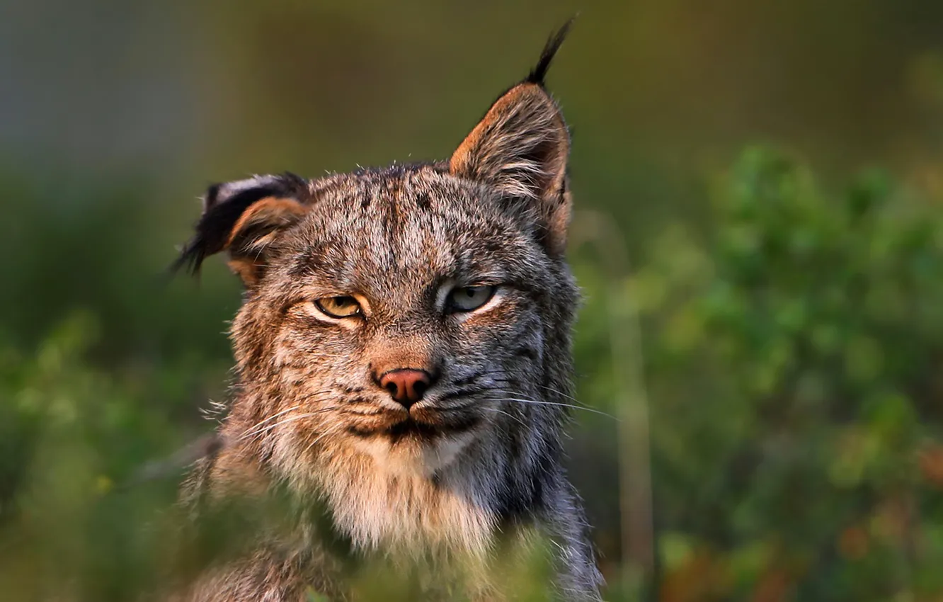 Фото обои хищник, рысь, Felis lynx