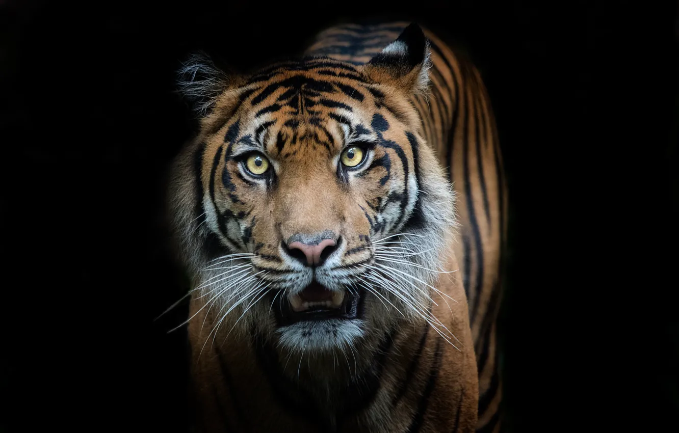 Фото обои тигр, хищник, полосатый