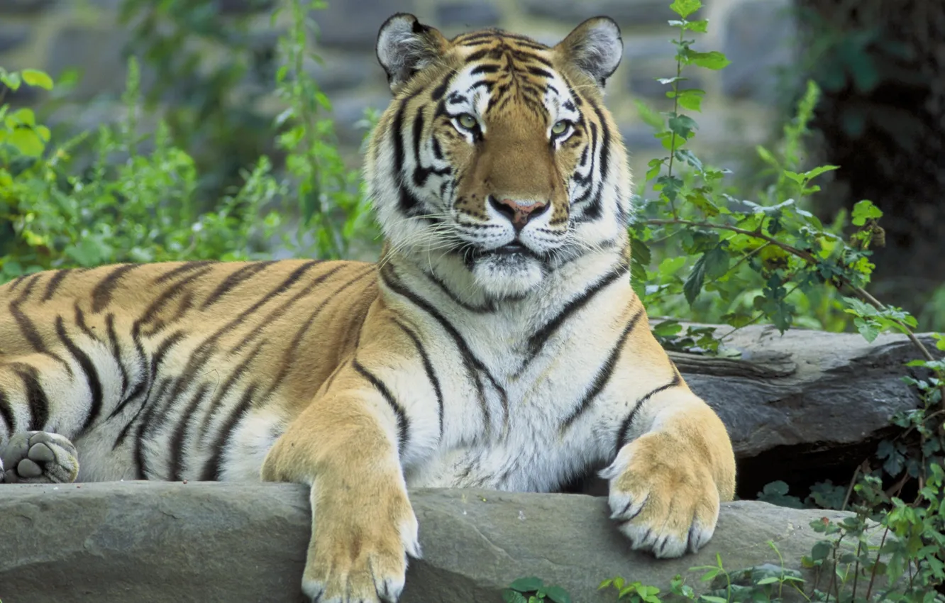 Фото обои тигр, Siberian tiger, сибирский