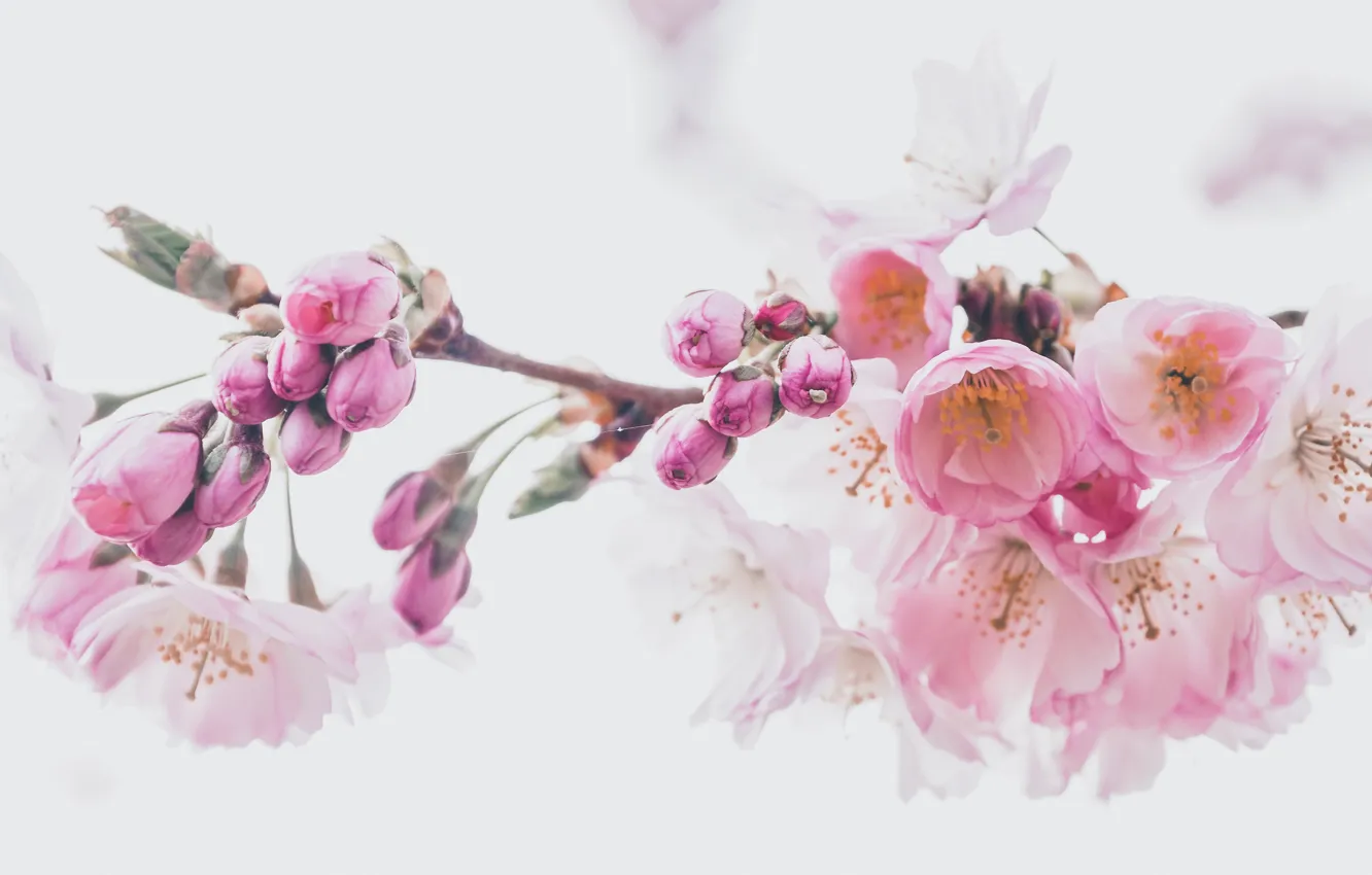 Фото обои цветы, ветка, весна, сакура, белый фон, нежные, розовые, бутоны