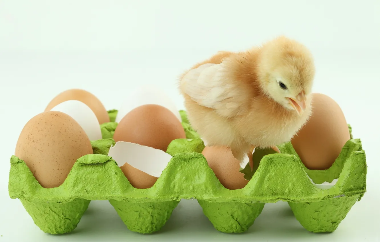 Фото обои яйца, лоток, птенец, цыплёнок
