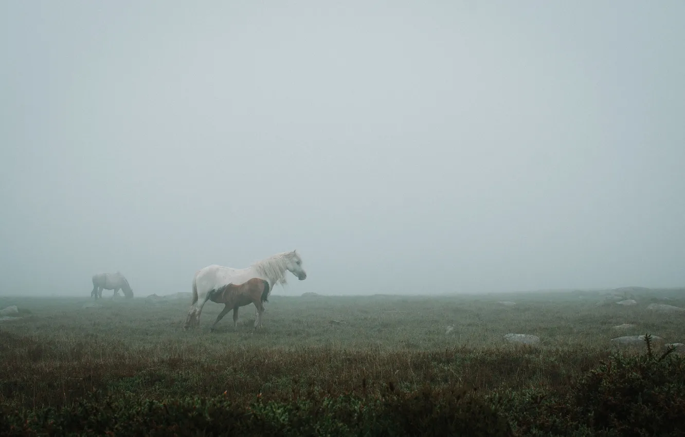 Фото обои поле, туман, лошадь, щенок, кобыла