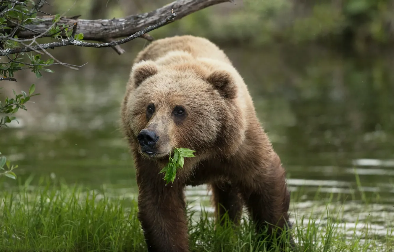 Фото обои трава, вода, Аляска, листочек, медведица, Бурый медведь, Кадьяк
