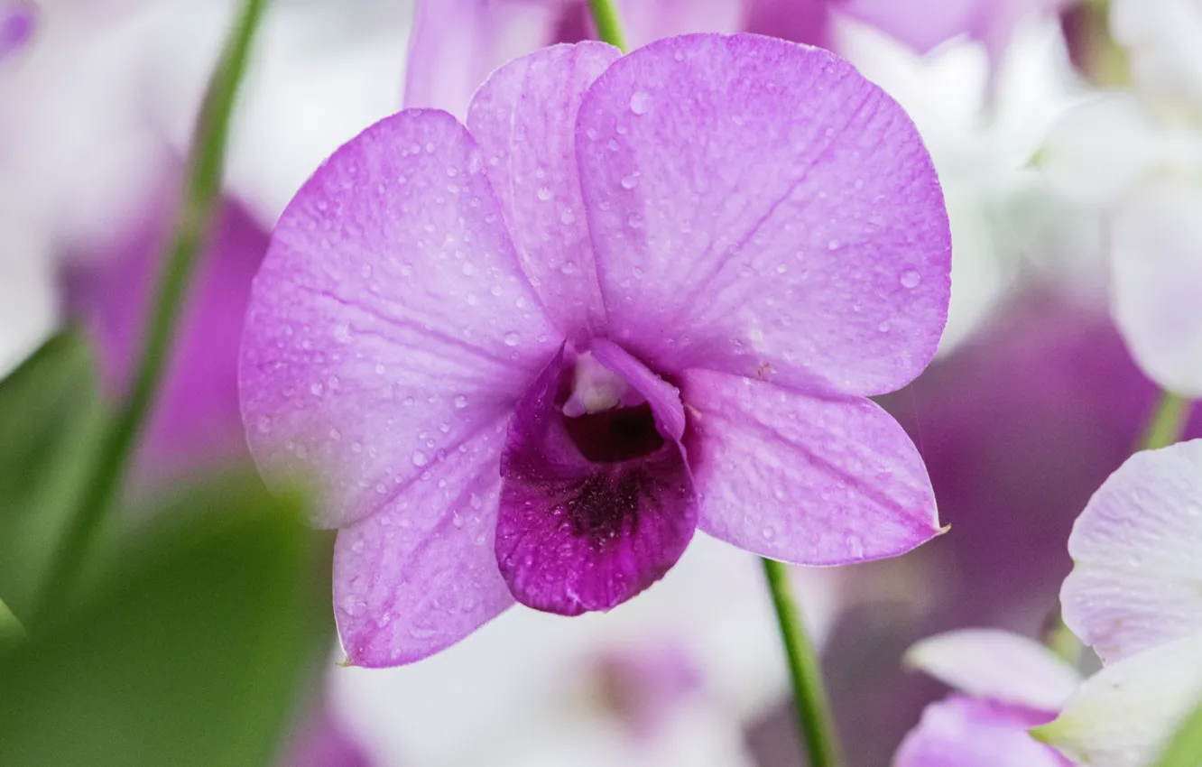 Фото обои цветок, фиолетовый, орхидея