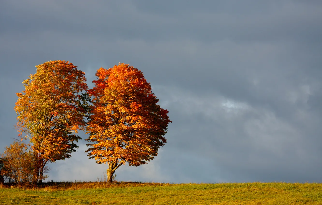 Фото обои осень, небо, облака, деревья, поляна