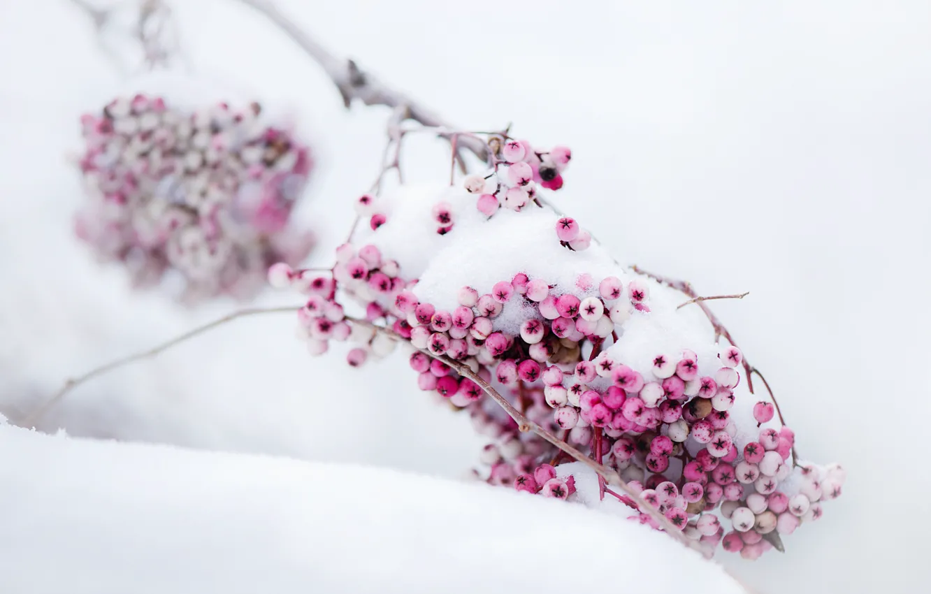 Фото обои зима, снег, ветка, Ягоды, розовые, время года