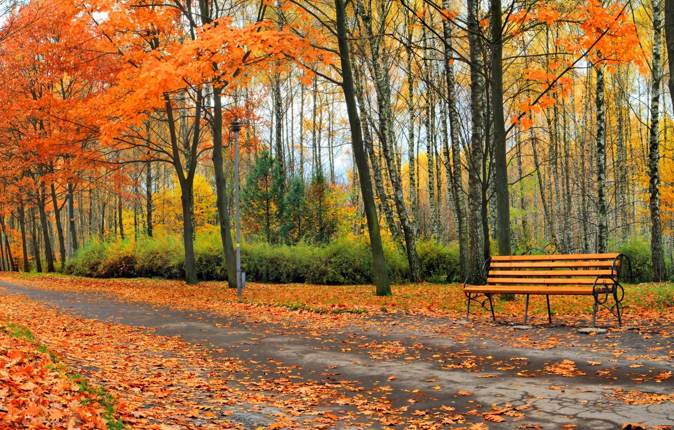 Фото обои осень, листья, деревья, парк, landscape, nature, park, autumn