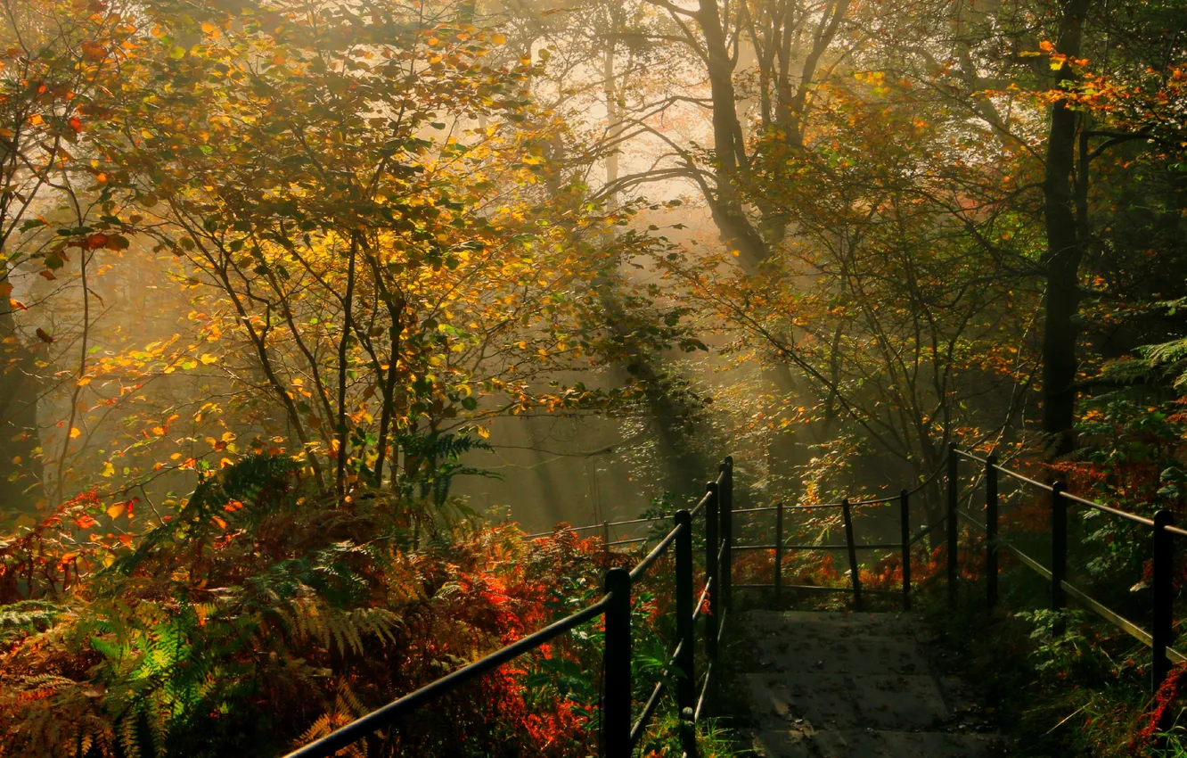 Фото обои осень, солнце, деревья, парк, спуск, Англия, перила, кусты