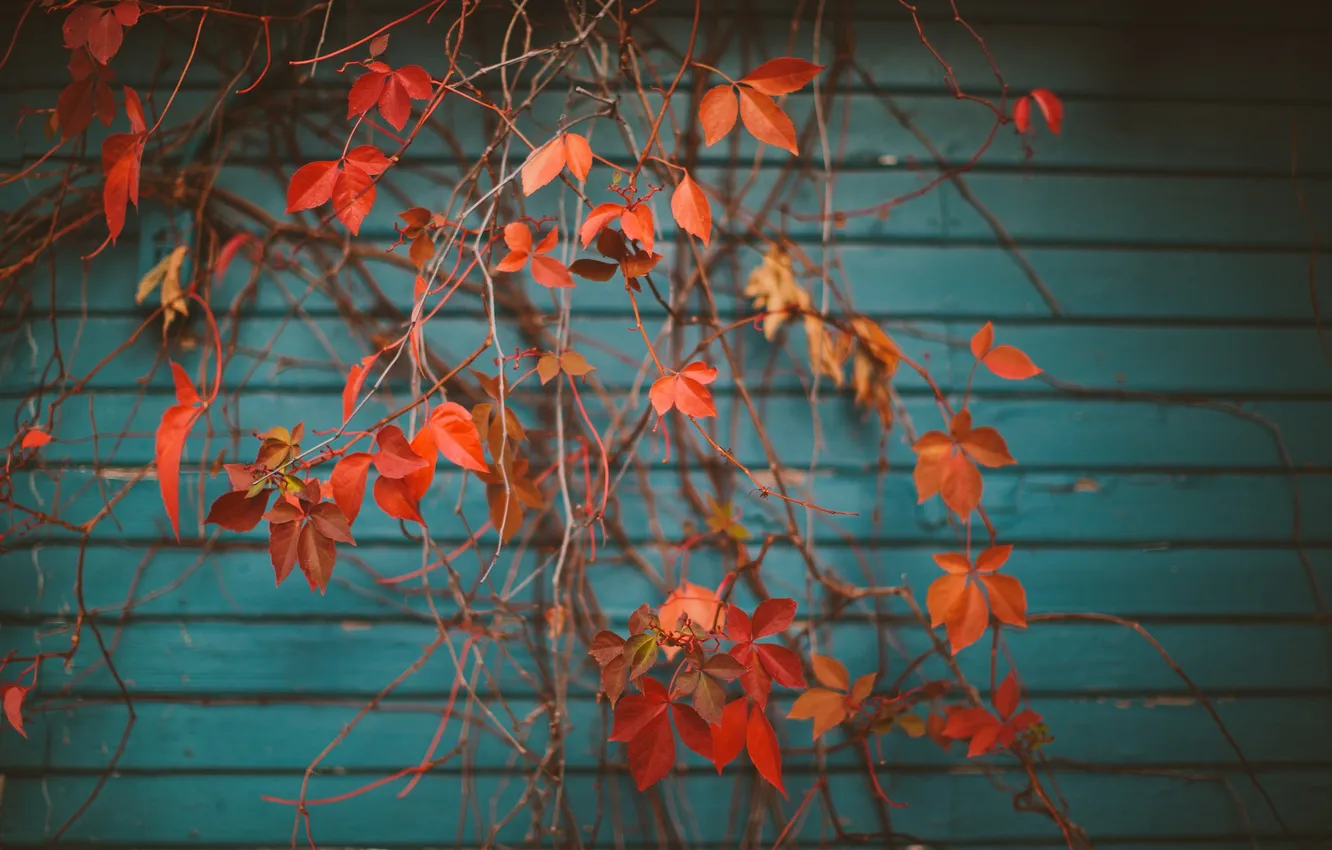 Фото обои листья, ветки, дерево, оранжевые