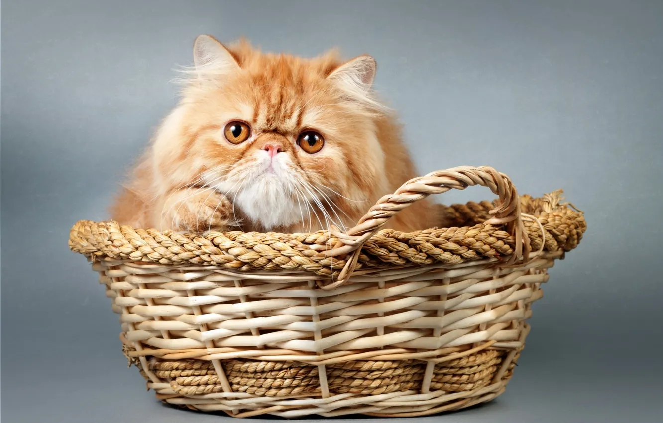 Фото обои корзина, киса, kitty, basket