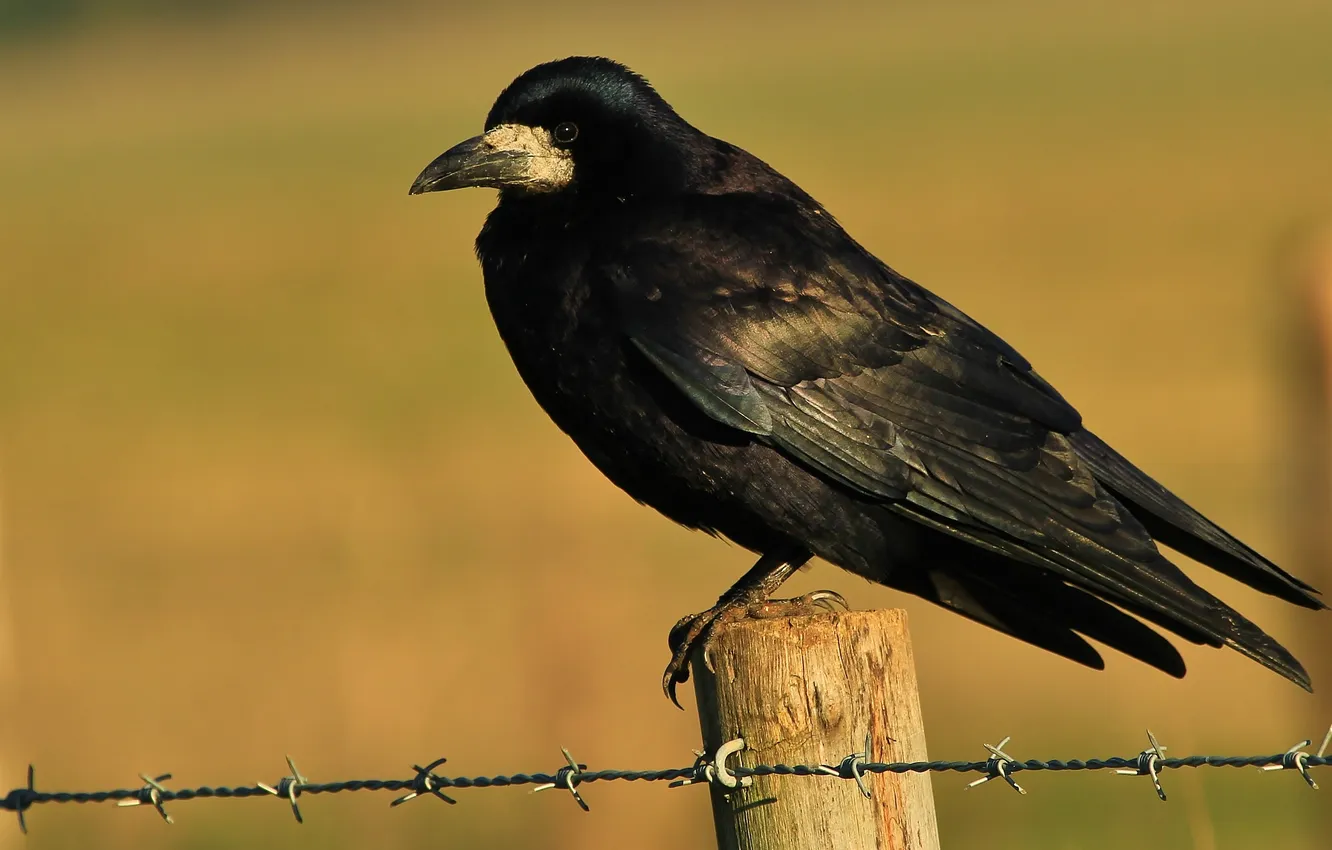 Фото обои птица, черный, ворон, колючая, проволка