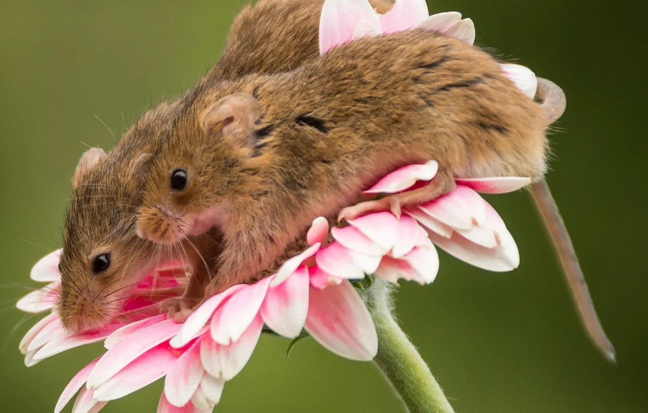 Фото обои цветок, макро, парочка, мышки, гербера, Мышь-малютка, Harvest mouse