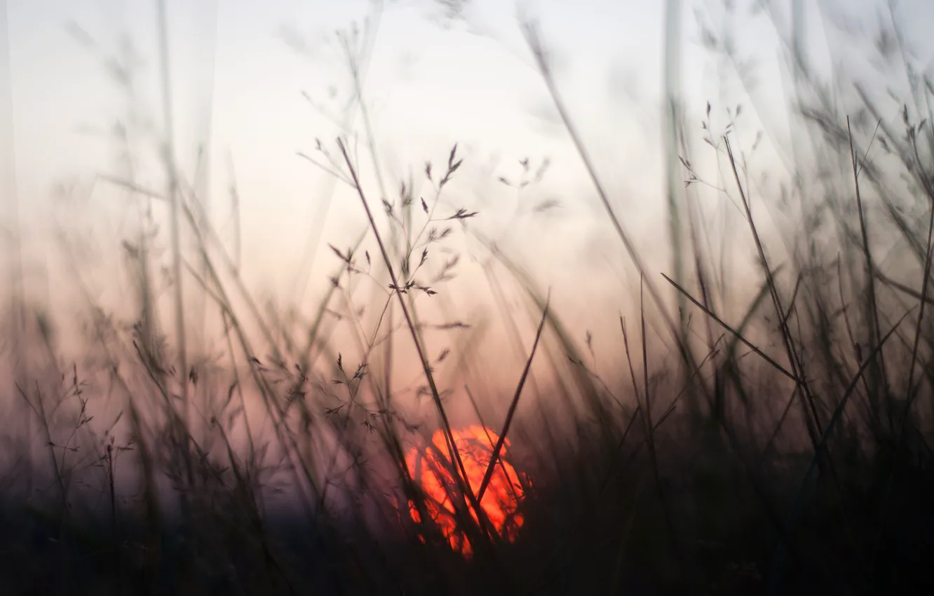 Фото обои трава, солнце, макро, закат, боке