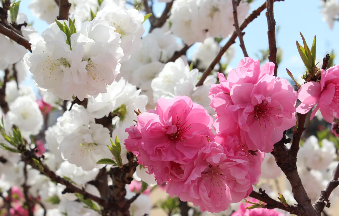 Фото обои макро, цветы, ветки, весна, сакура, Азия, розовые, белые