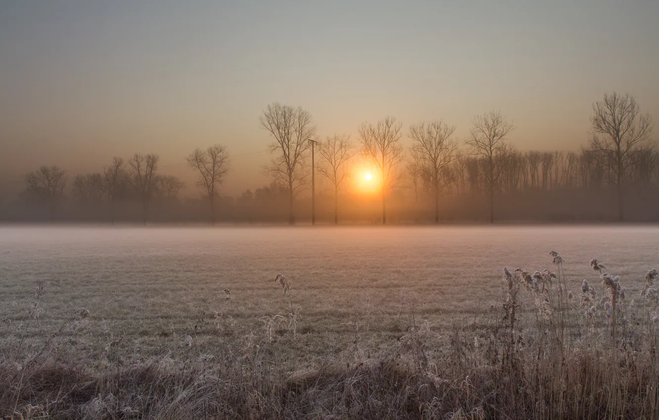 Фото обои зима, иней, поле, солнце, деревья, восход, рассвет, Утро