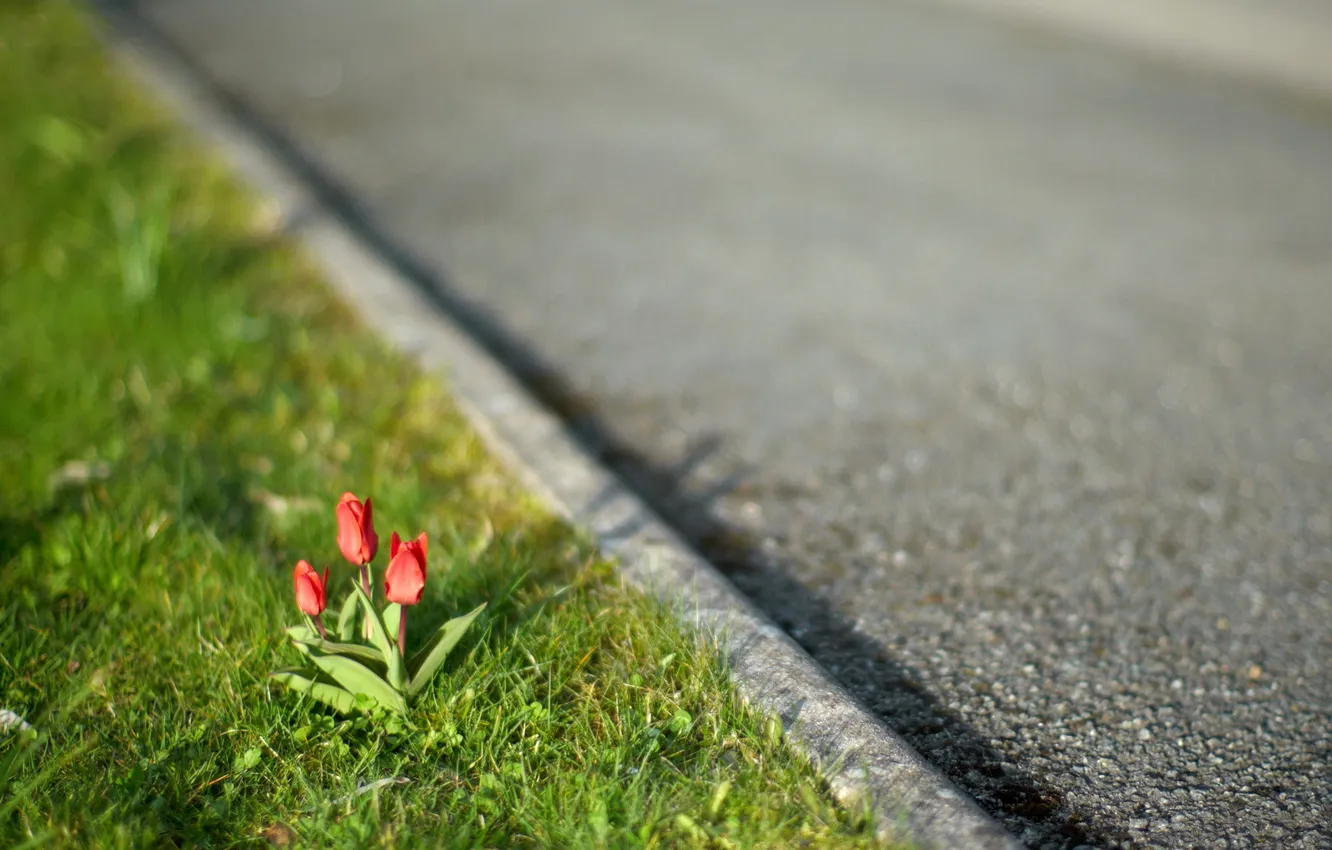 Фото обои дорога, макро, тюльпаны