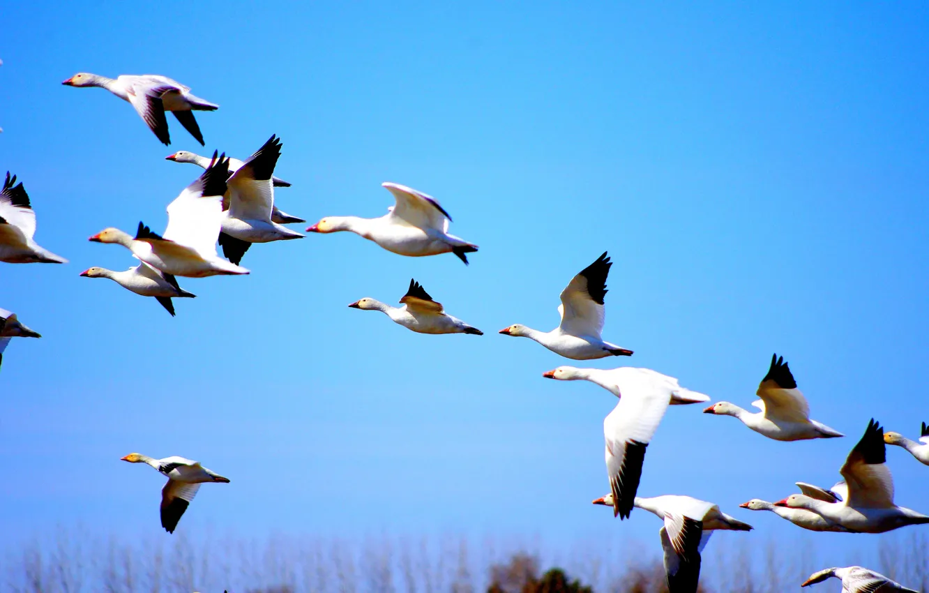 Фото обои white, Canada, nature, autumn, birds, fly, blue sky, duck