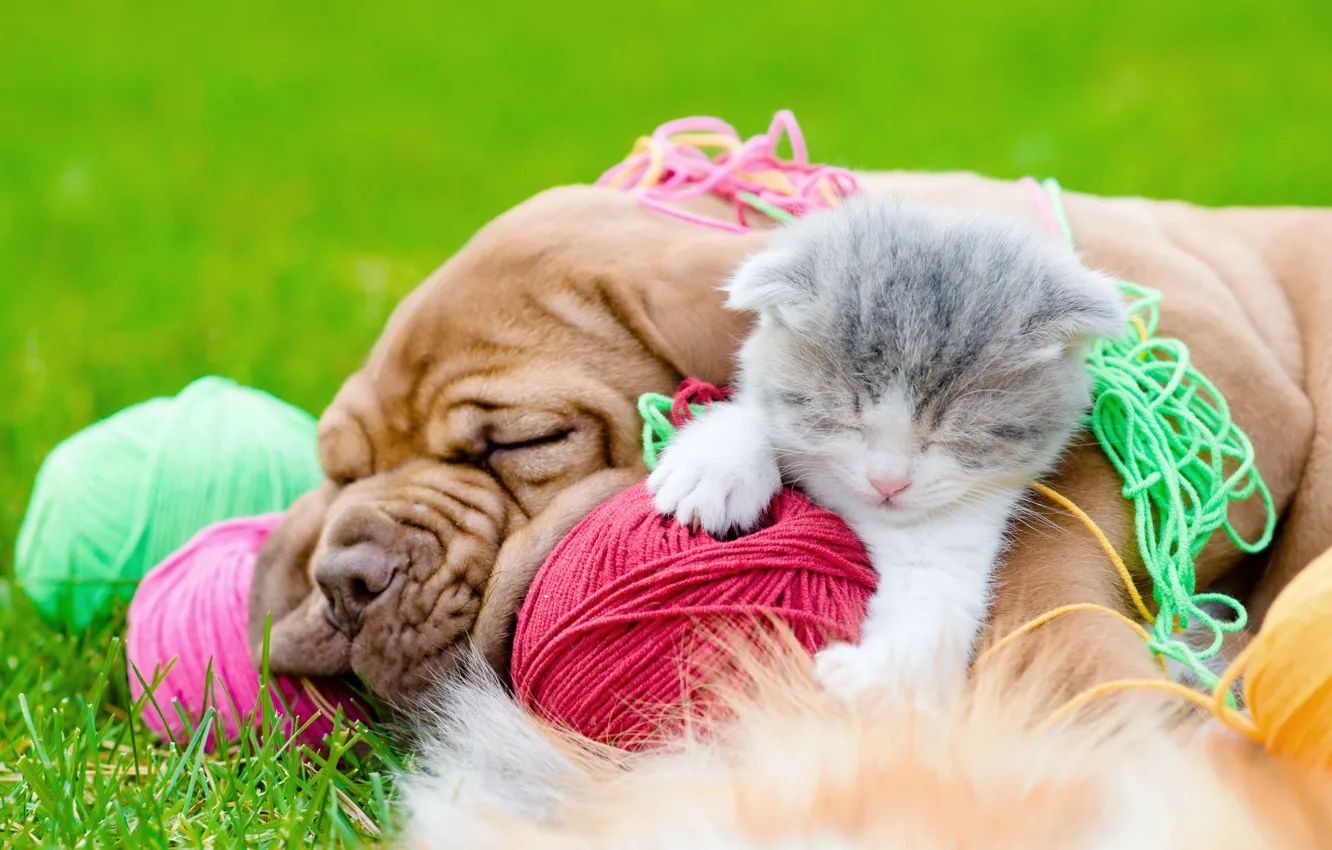 Фото обои трава, клубок, котенок, собака, бульдог, grass, kitten, dog