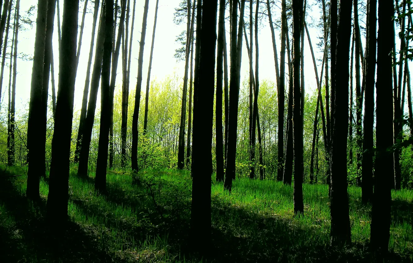 Фото обои лес, природа, зеленый