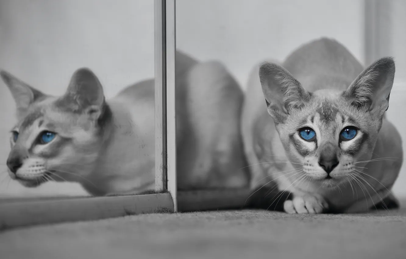 Фото обои кошка, кот, взгляд, отражение, мордочка, голубые глаза, монохром, Ориентальная кошка
