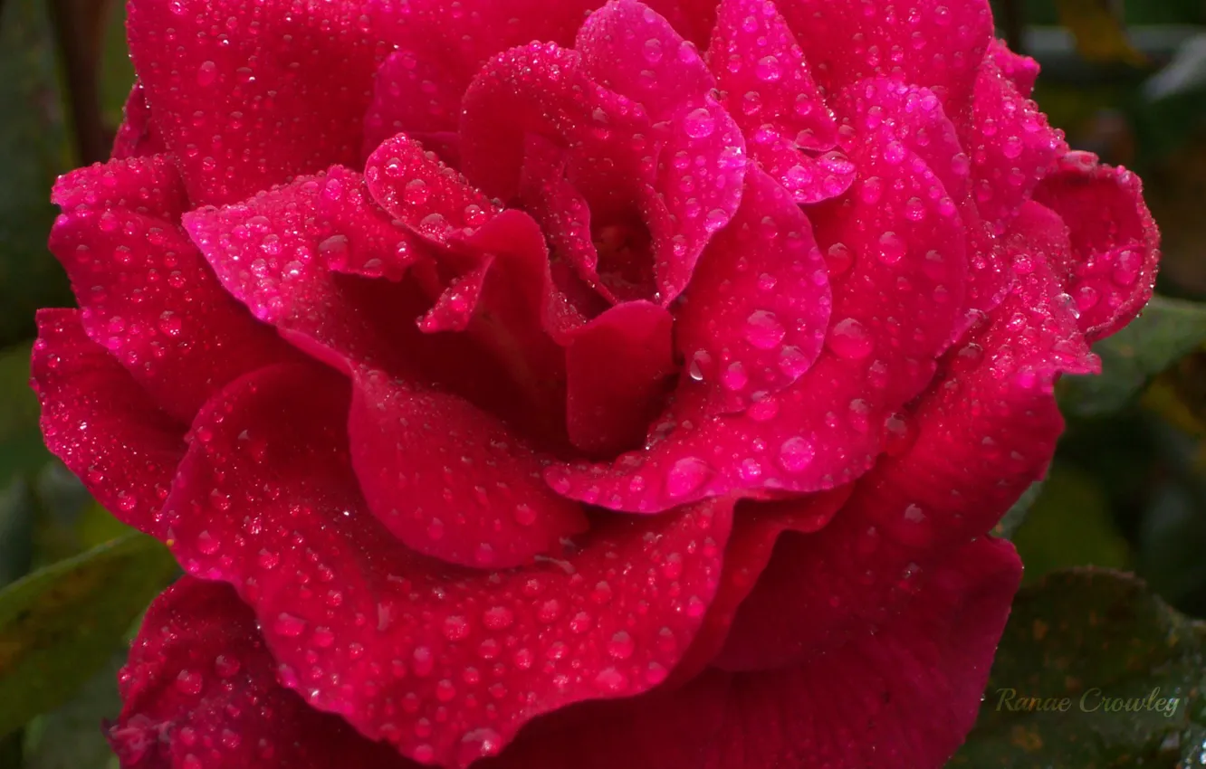 Фото обои Капли, Роза, Rose, Drops, Dark pink
