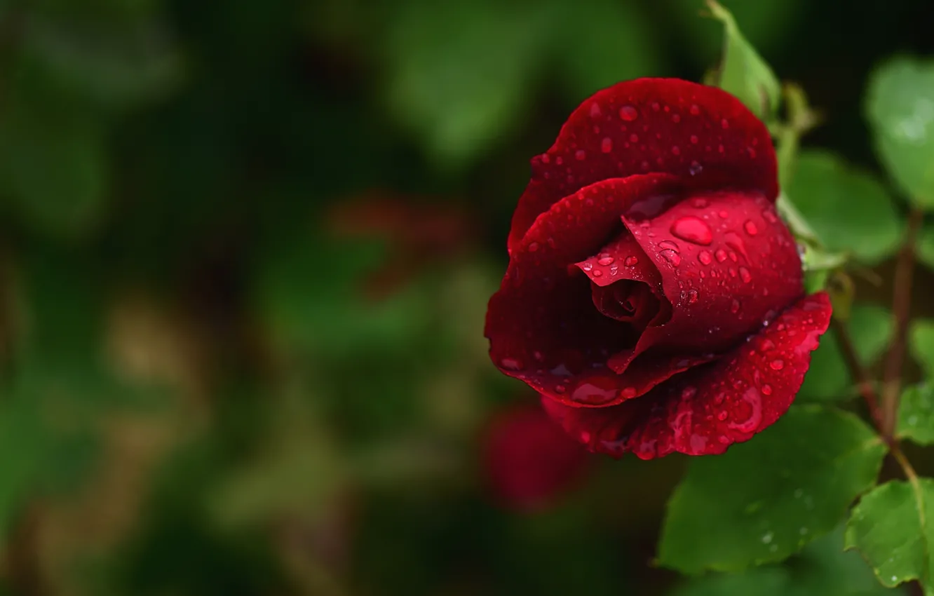 Фото обои листья, капли, темный фон, роза, бутон, красная, боке, темная