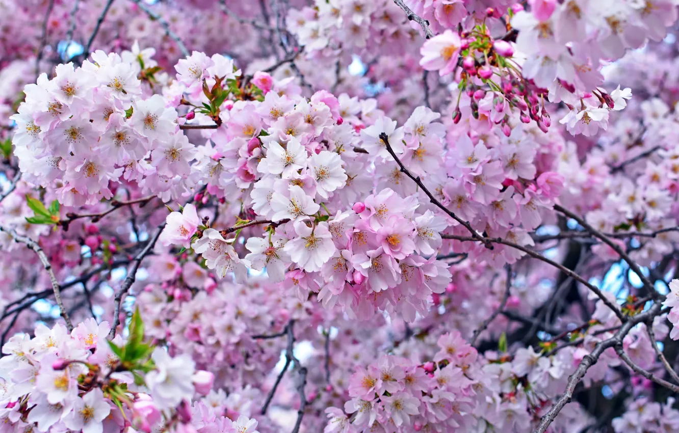 Фото обои вишня, дерево, розовый, весна, сакура