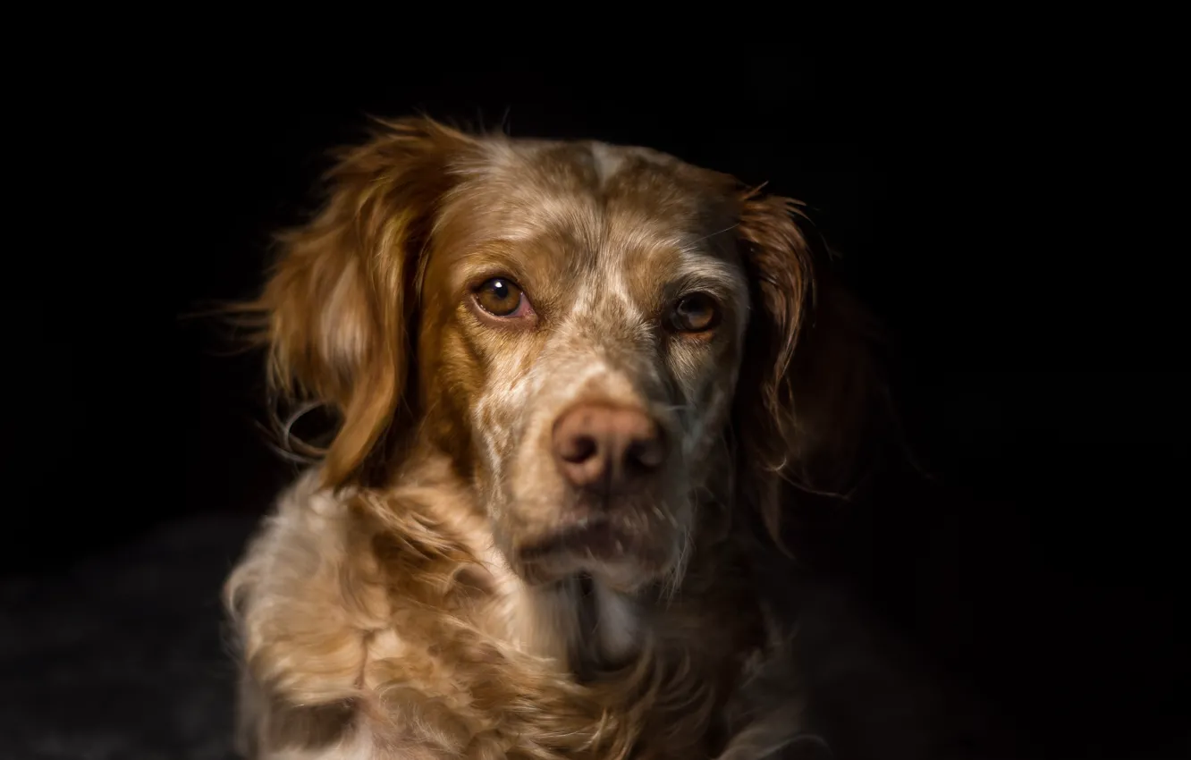 Фото обои взгляд, друг, собака