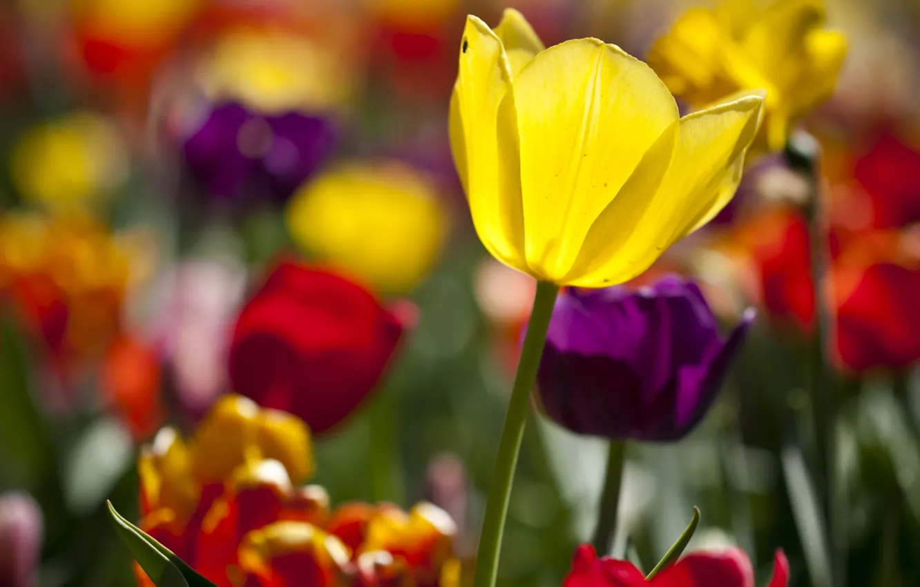 Фото обои цветы, цветные, тюльпаны, солнечно, много, разные