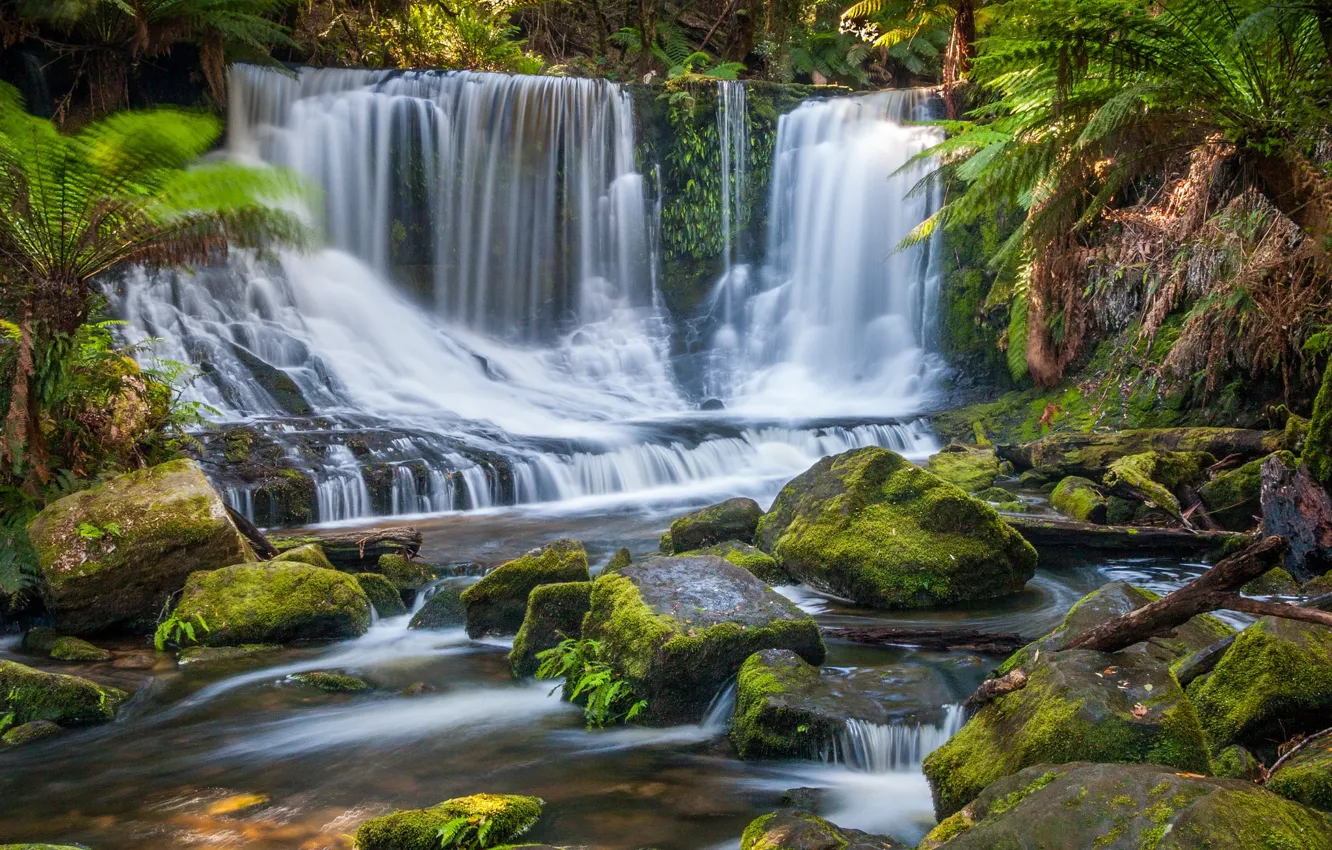 Фото обои лес, река, камни, водопад, мох, Австралия, каскад, Australia