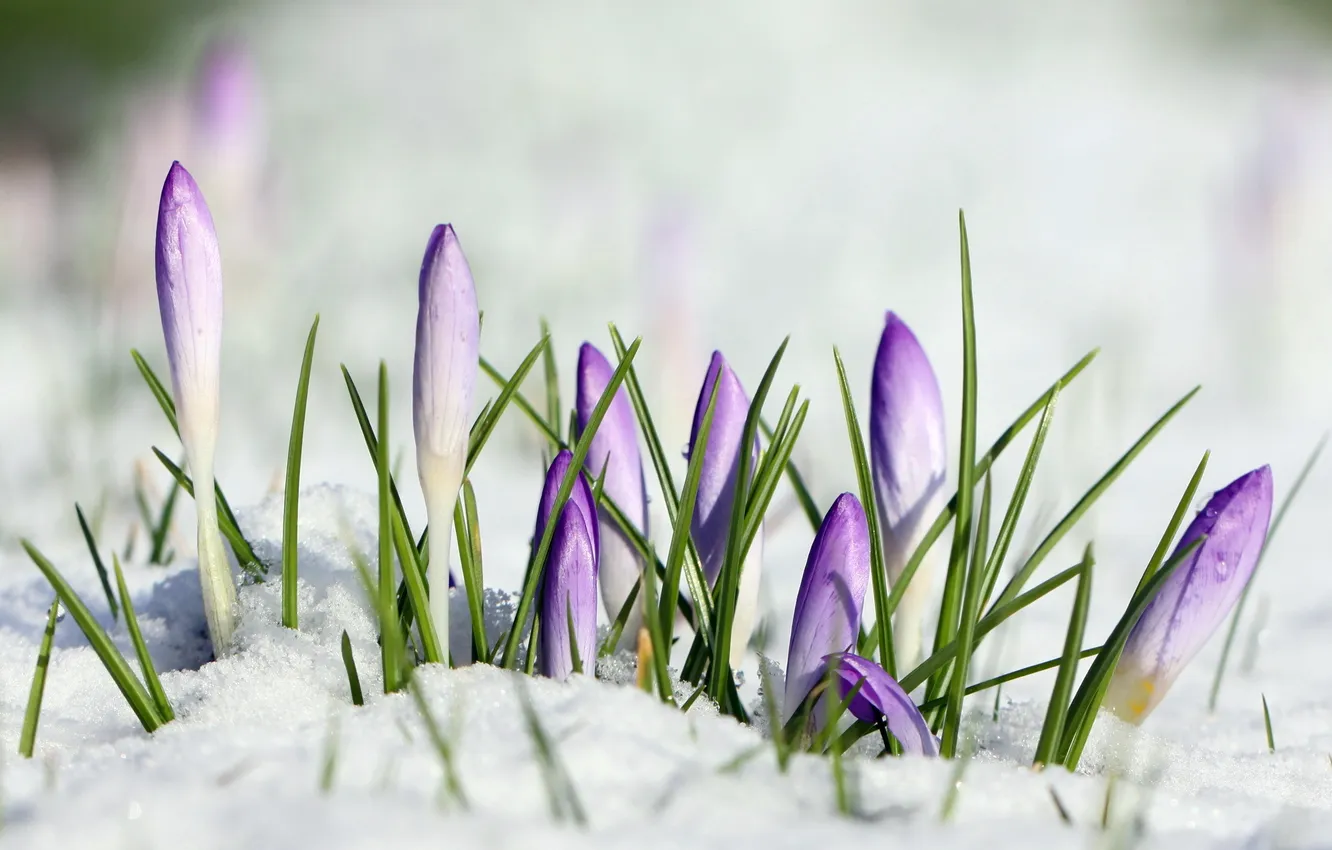 Фото обои макро, снег, цветы, crocus