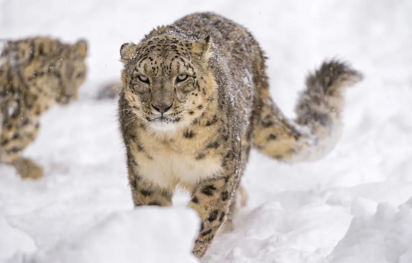 Фото обои морда, снег, хищник, ирбис, снежный барс, дикая кошка, снежный леопард