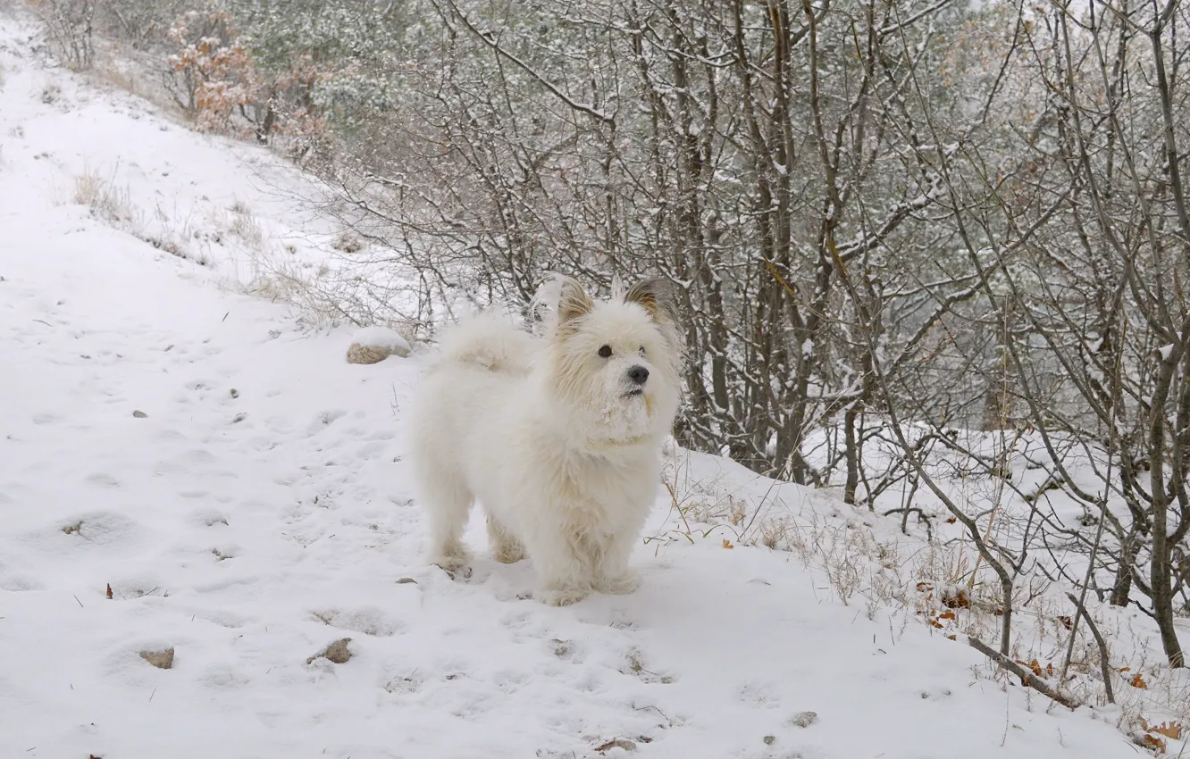 Фото обои Зима, Снег, Собачка, Dog, Winter, Snow, Вест-хайленд-уайт-терьер