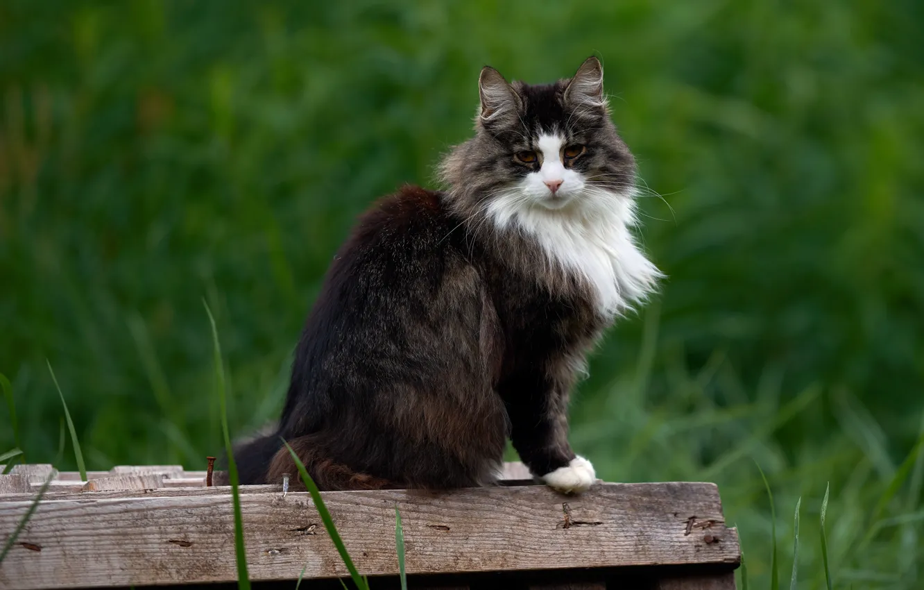 Фото обои зелень, кошка, лето, трава, кот, взгляд, природа, поза