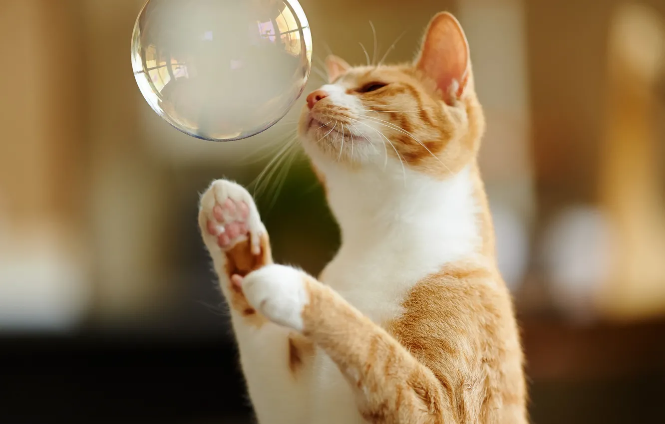 Фото обои кот, игра, лапы, рыжий, мыльный пузырь