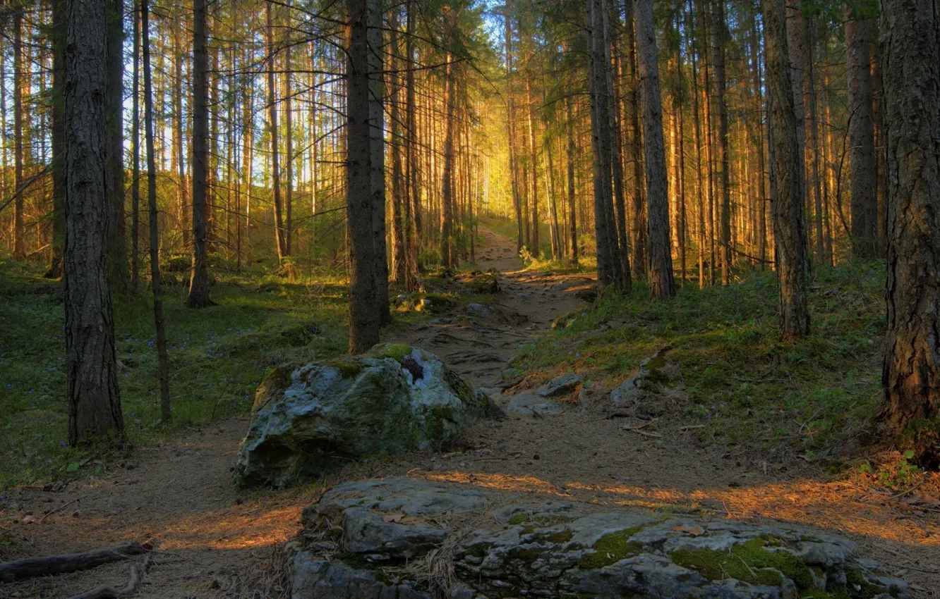 Фото обои лес, свет, природа, тропа