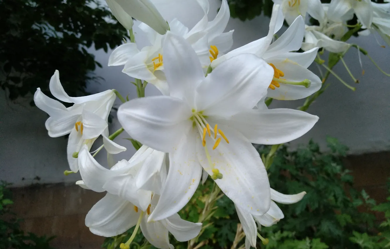 Фото обои Лилии, Lilies, White lily, Белые лилии