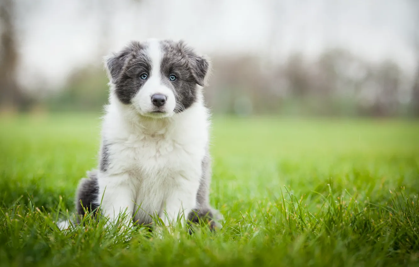 Фото обои поле, трава, собака, луг, щенок, обои от lolita777, аусси, серый с белым