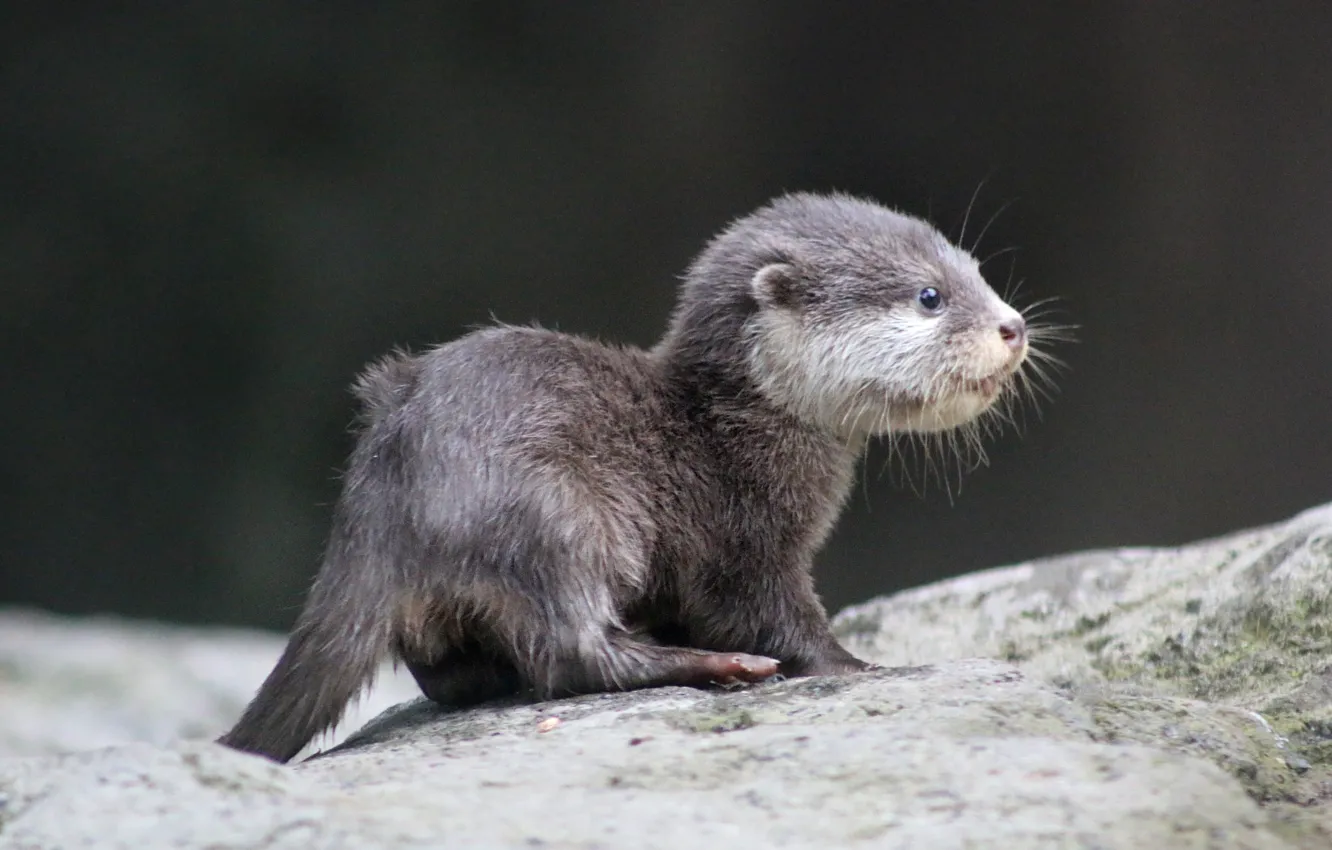 Фото обои animal, wildlife, otter