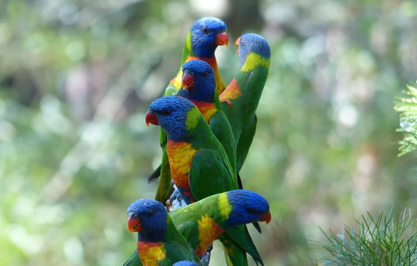 Фото обои птицы, Попугаи, лорикеты, многоцветные, Trichoglossus moluccanus