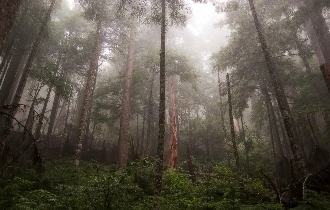 Как прир 2. Дождливый лес. Дождь в лесу. Rec with nature.