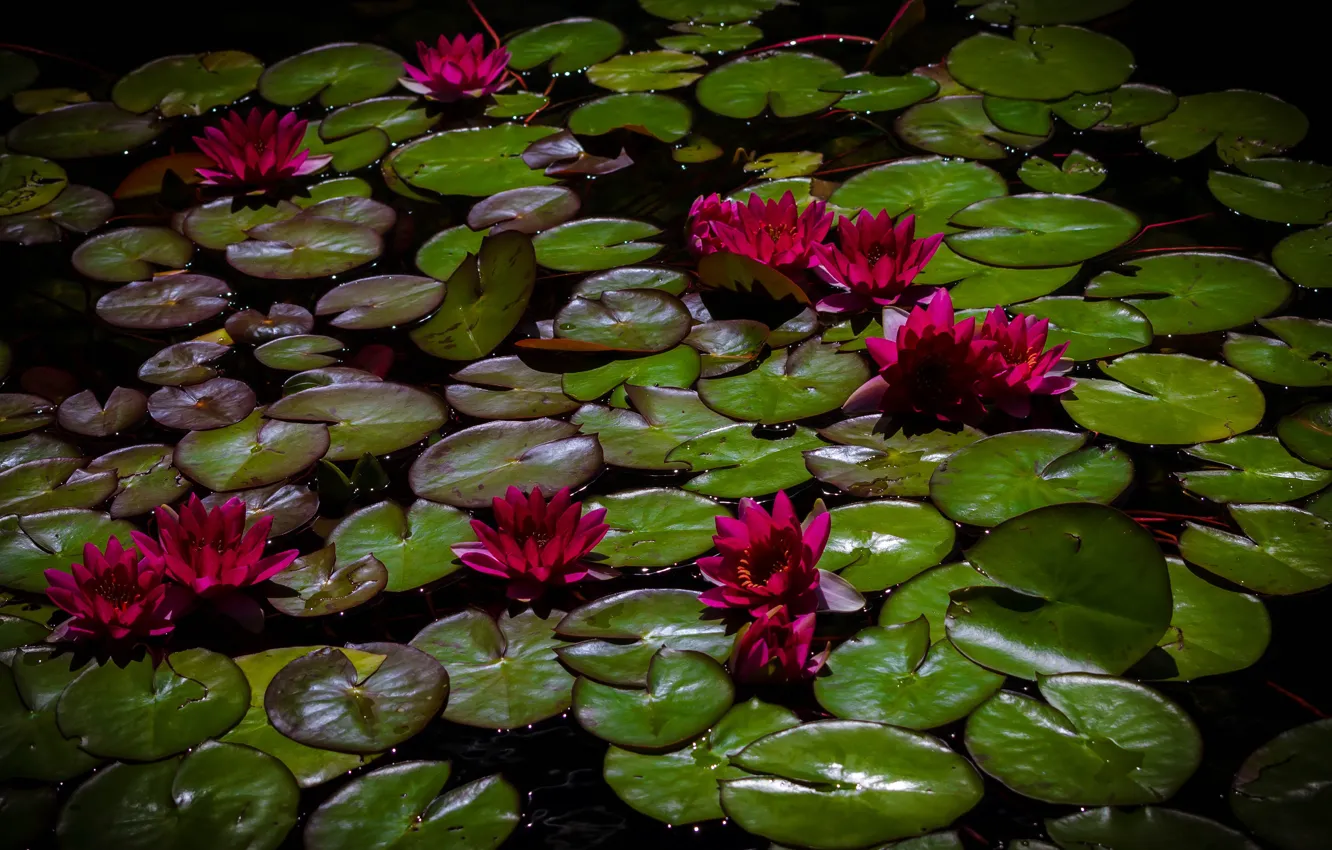 Фото обои листья, цветы, пруд, темный фон, яркие, красные, алые, водяные лилии