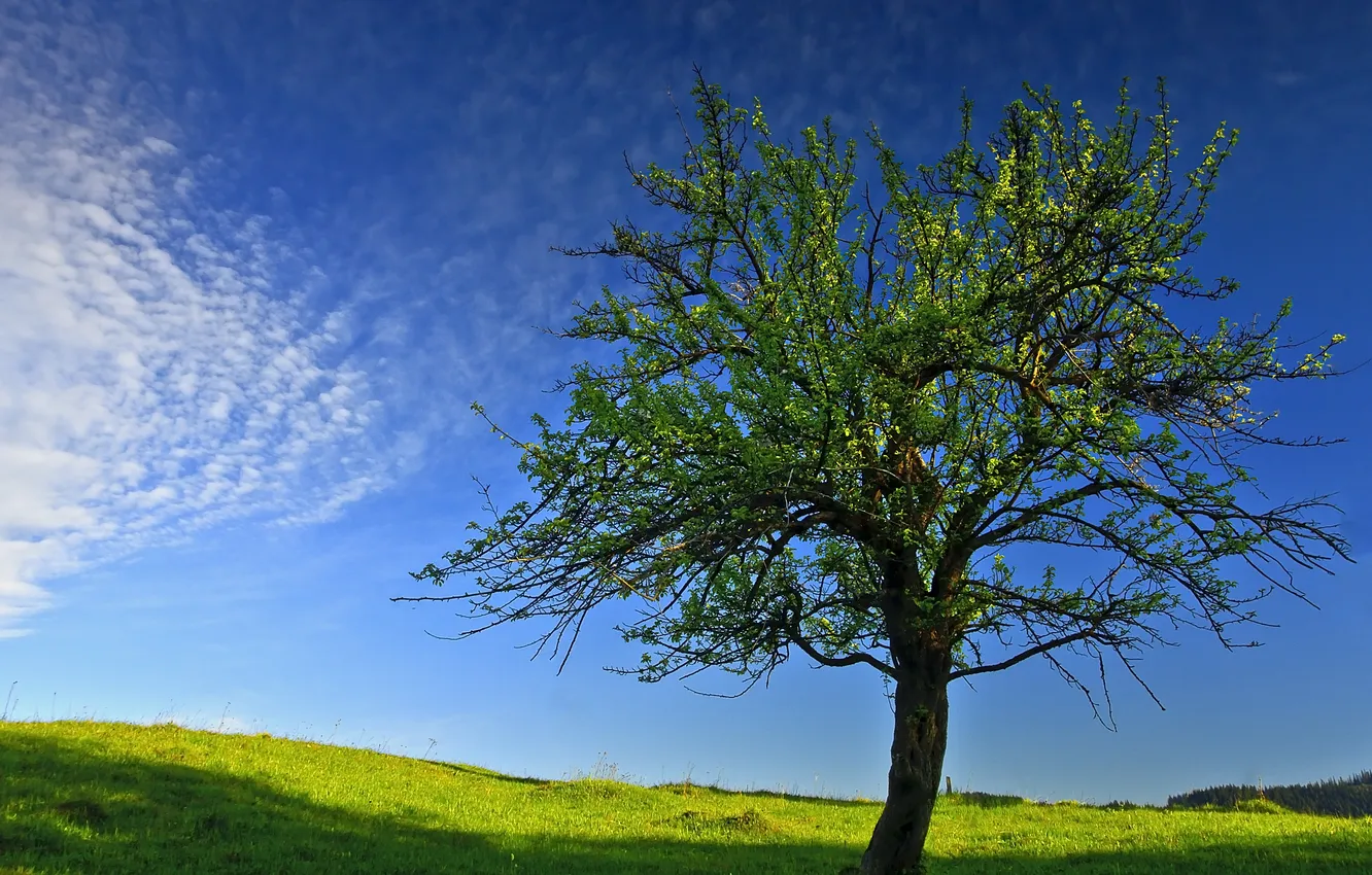 Фото обои небо, дерево, весна