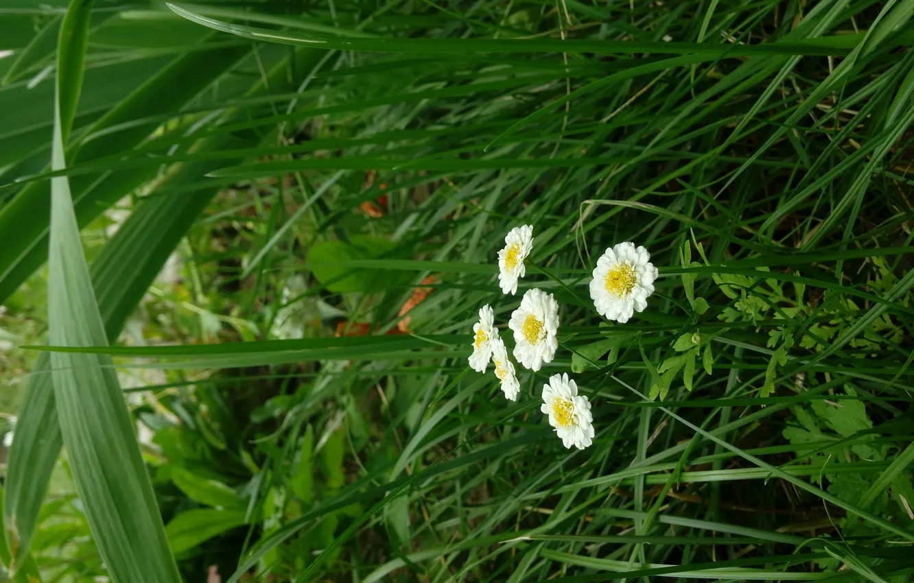 Фото обои трава, цветы, Обои, Фон, заставка, маргаритки, белые цветочки, маленькие цветочки