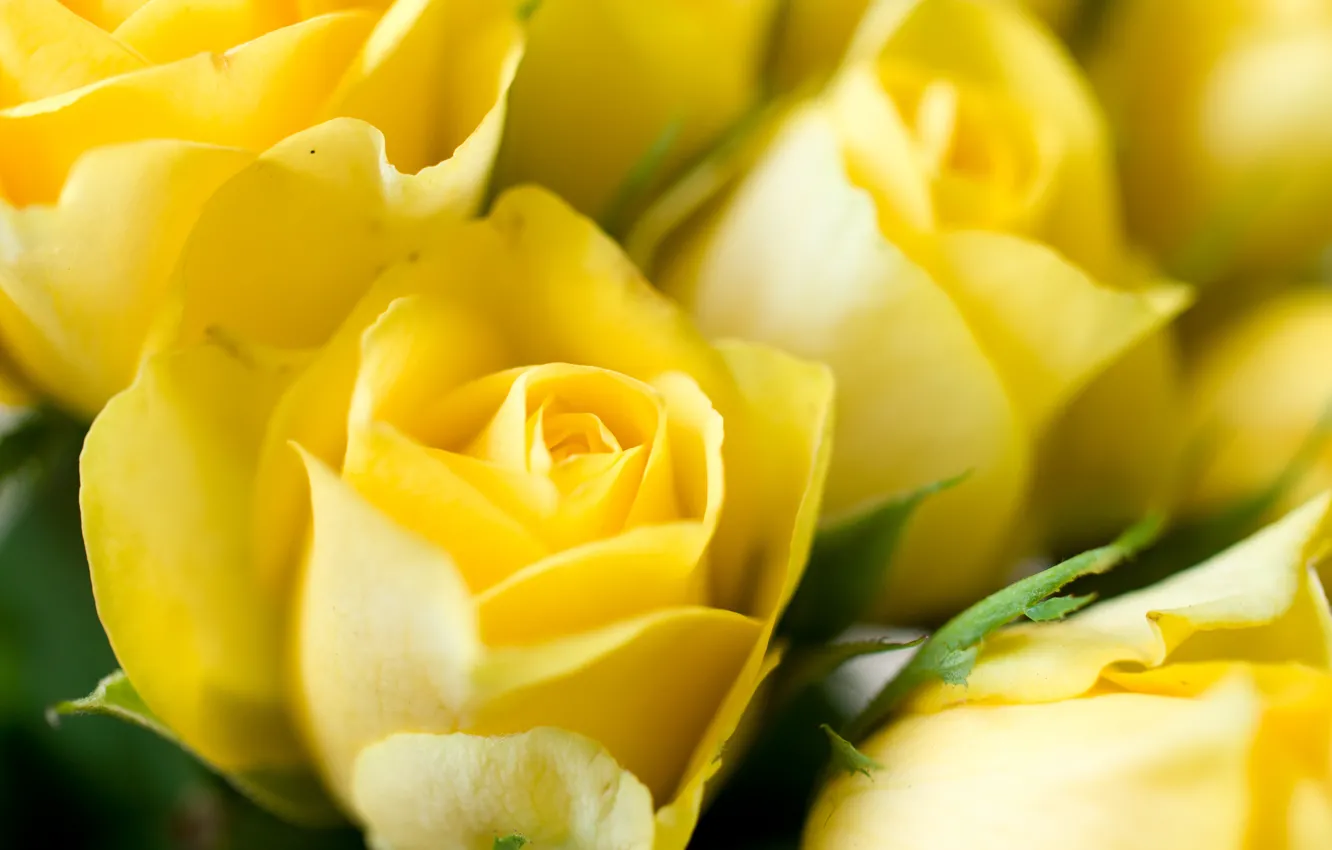 Фото обои макро, цветы, розы, желтые, бутоны