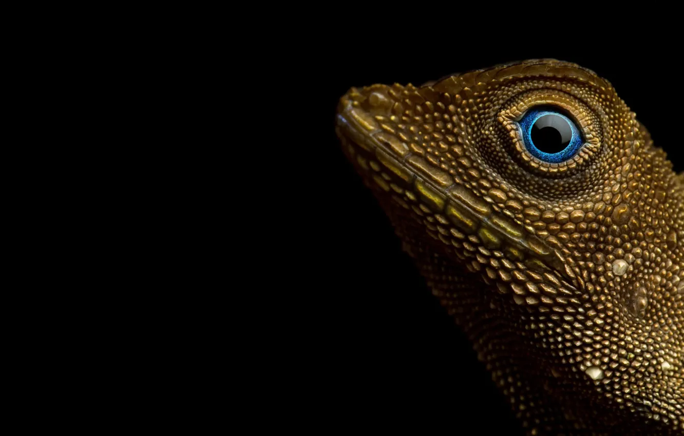 Фото обои рептилия, Aphaniotis fusca, Earless agamid